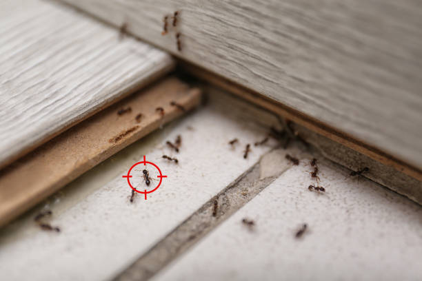 Spider Control Near Me in Haverhill, FL