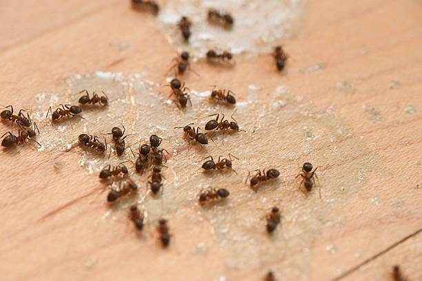 Best Commercial Pest Control Services  in Haverhill, FL